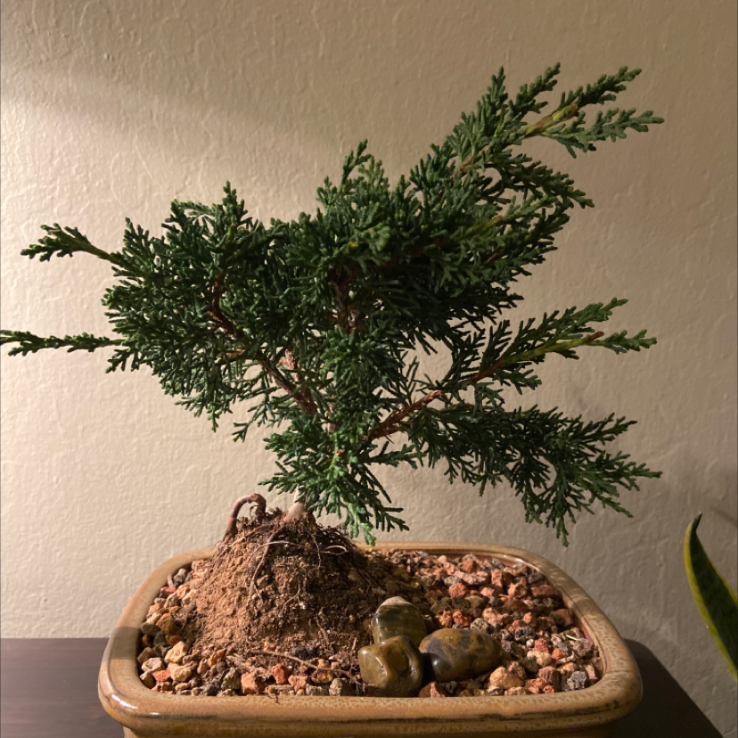Diagnosing American Juniper Root Rot