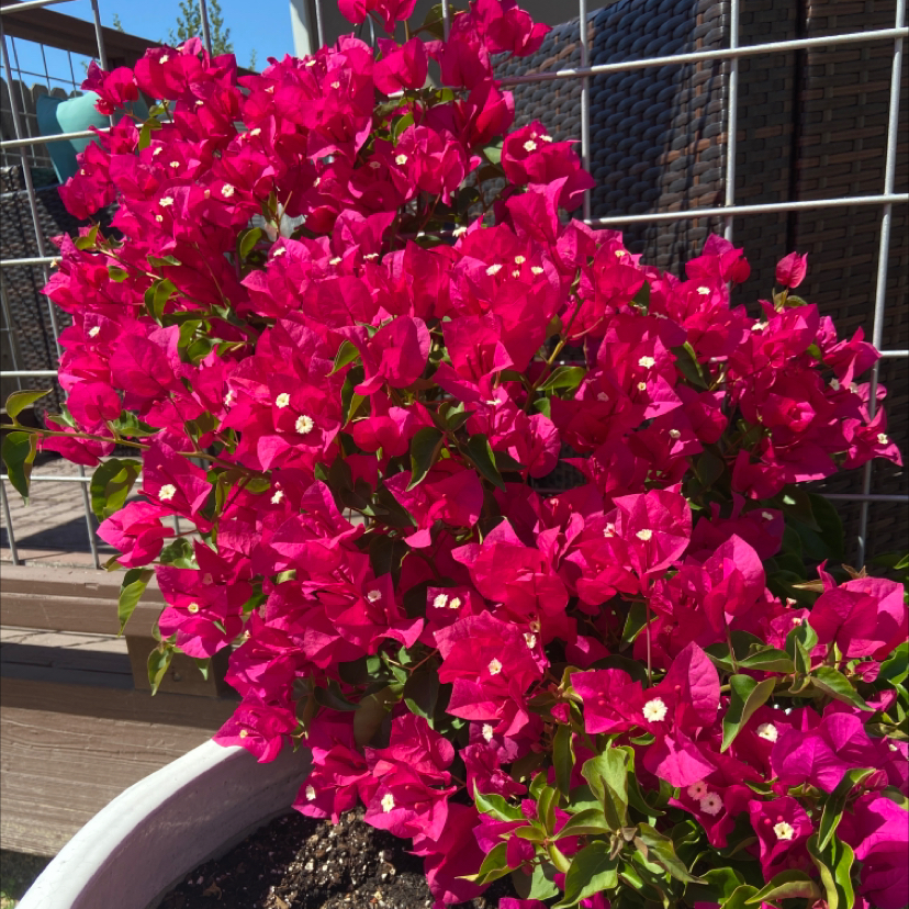 Bougainvillea plant with vibrant pink flowers in a pot, well-framed and in focus.