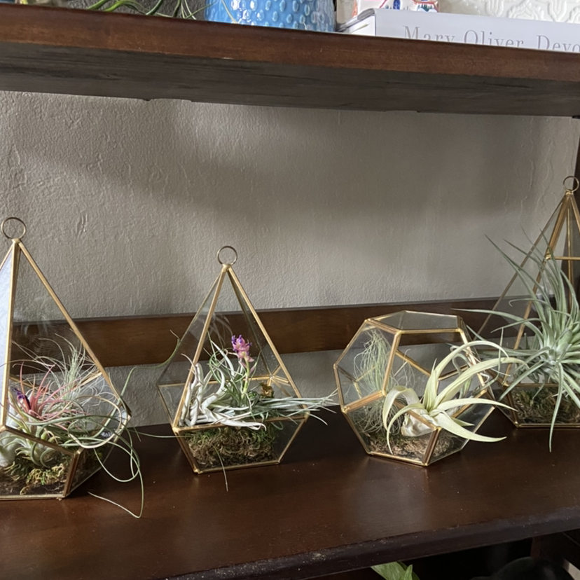 Tillandsia Juncea plants in geometric glass terrariums on a wooden shelf.
