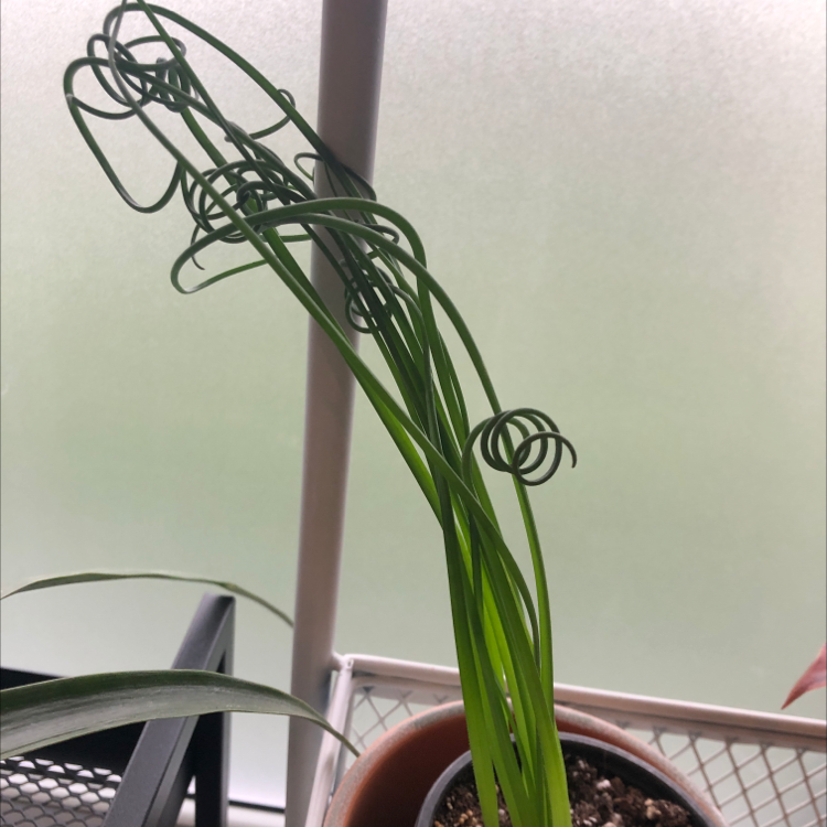 Frizzle Sizzle plant with curly green leaves in a pot with visible soil.