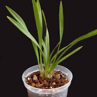 Photo of the plant species Finlayson's Cymbidium by @novacntric named Orchid on Greg, the plant care app