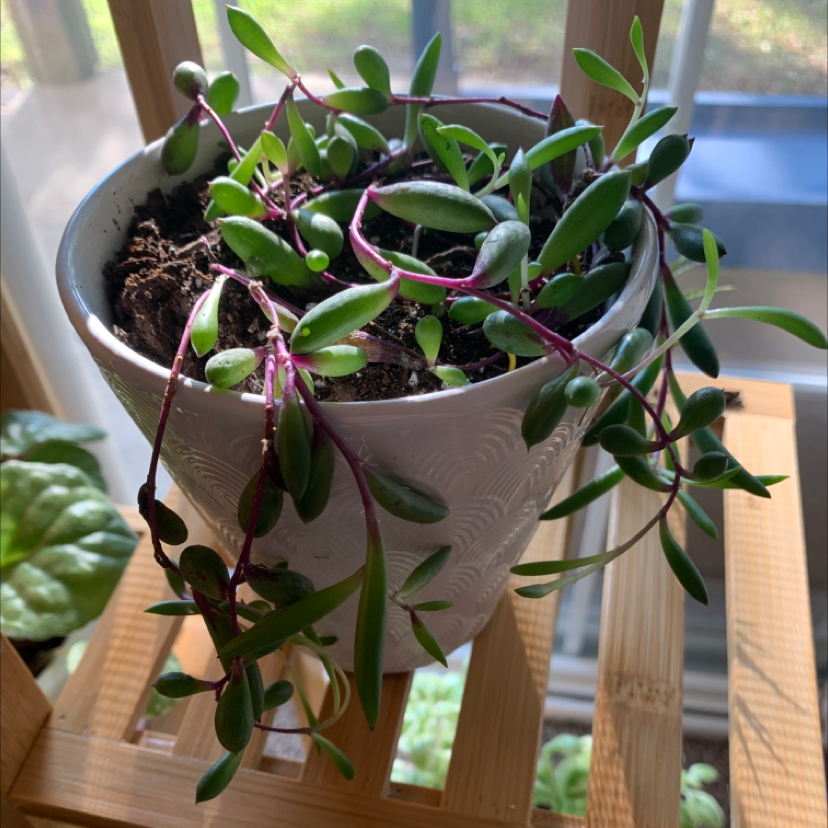Potted String of Pickles plant with healthy green leaves and purple stems.