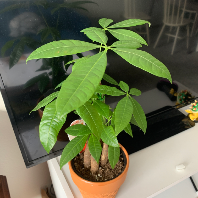 Money Tree plant photo by @apathygabby named Kendrick on Greg, the plant care app.
