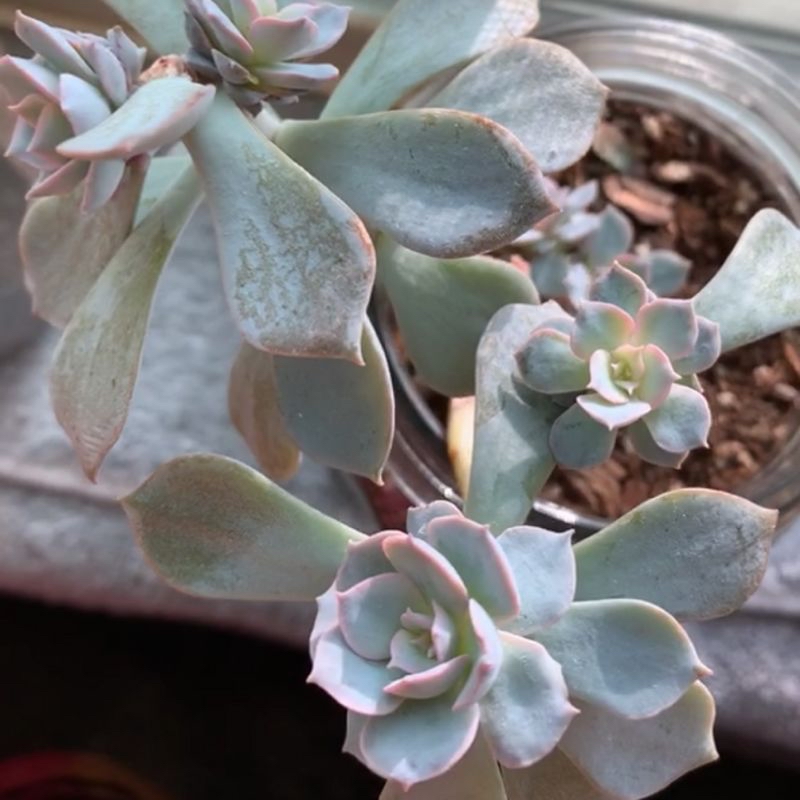 Ghost Plant (Graptopetalum paraguayense) with some leaf discoloration and visible soil.