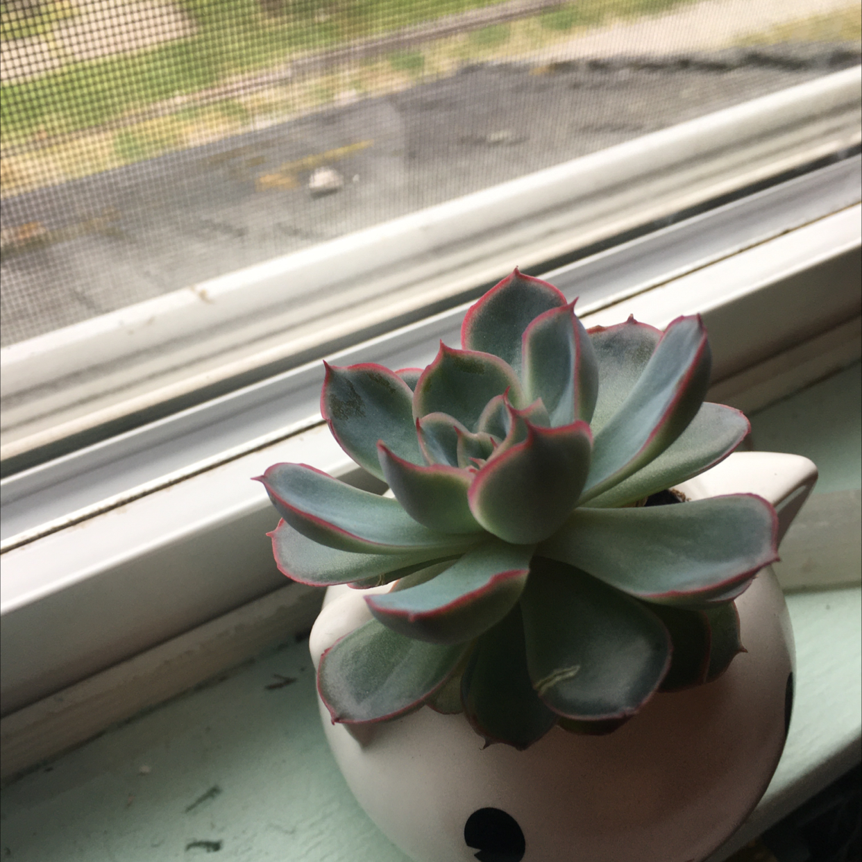 Photo of the plant species Echeveria 'Blue Sky' by @CorruptedToad named Thomas on Greg, the plant care app