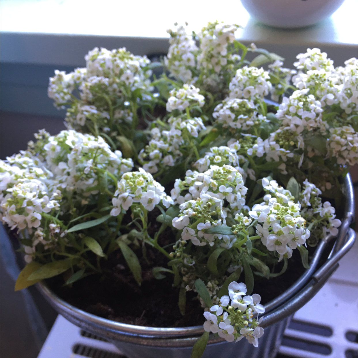 Close-up of a healthy, blooming white Sweet Alyssum plant in a pot, with many small clustered flowers and green foliage.