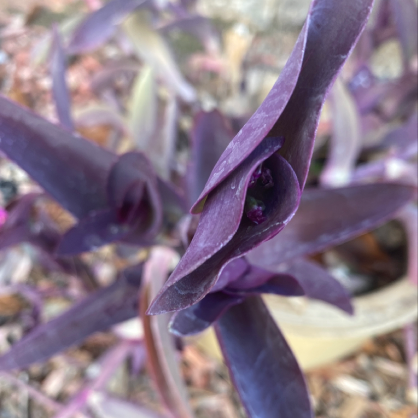 Close-up of a healthy Purple Heart plant with vibrant purple leaves. No signs of discoloration or disease.