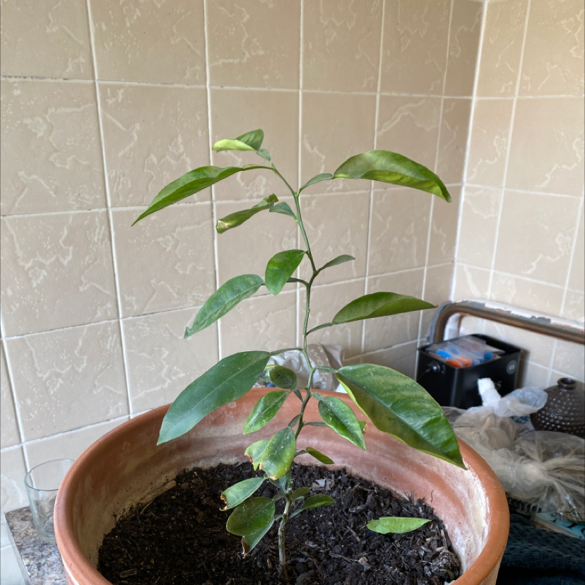 Young orange tree in a terracotta pot with some yellowing leaves, indoors with a tiled background.