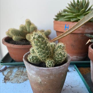 Lady Finger Cactus plant in Bristol, England
