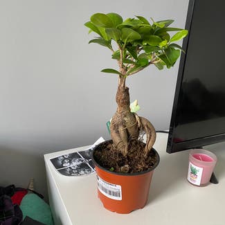 Ficus Ginseng plant in Bristol, England