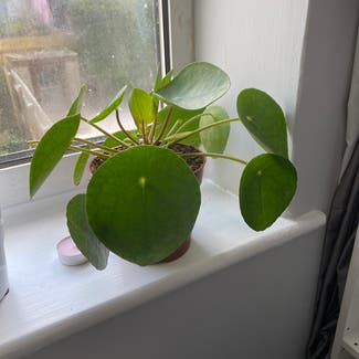 Chinese Money Plant plant in Bristol, England