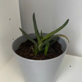 Aloe vera plant in Bristol, England
