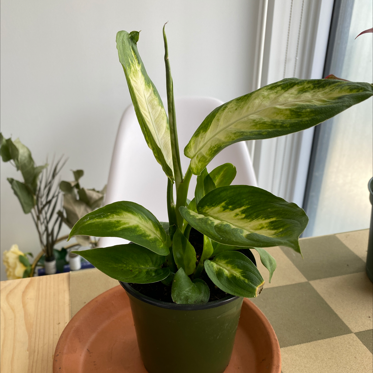Photo of the plant species Dieffenbachia 'Camille' by @Vannyyforestfairy named Fernando on Greg, the plant care app