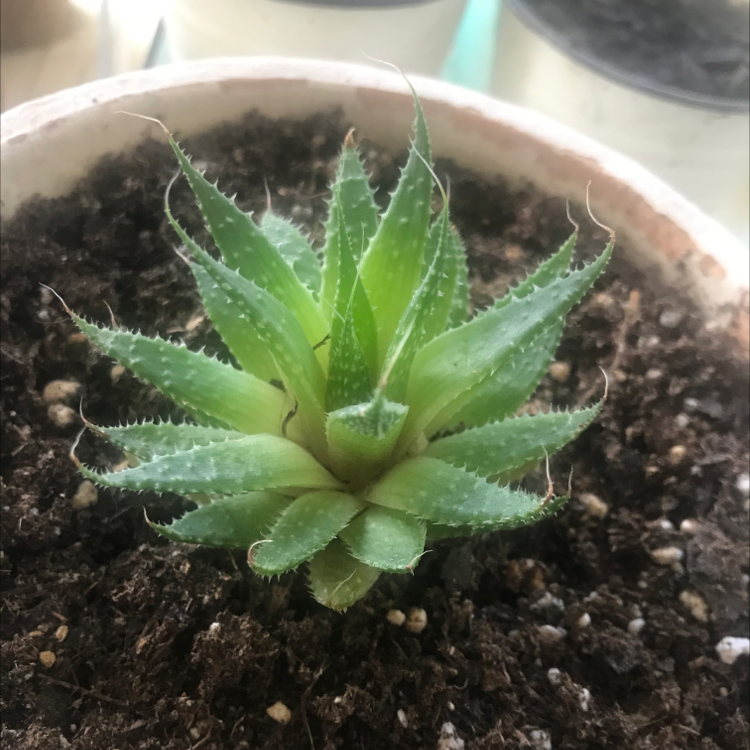 Zebra Plant plant photo by Layla named Spike on Greg, the plant care app.
