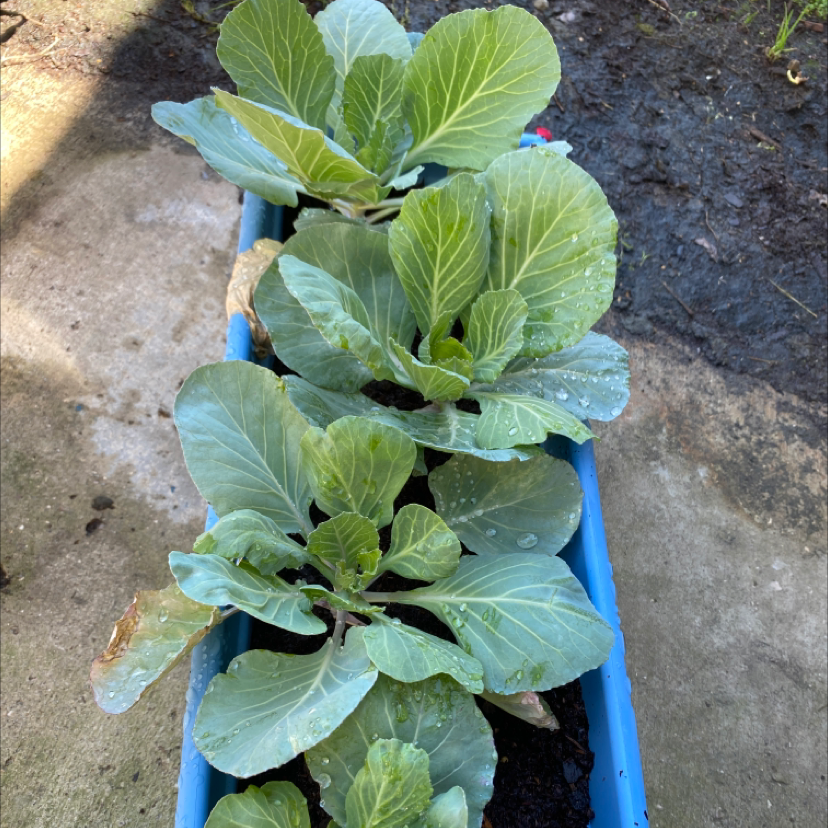 Healthy young cabbage plant with large green leaves growing in a blue plastic tray filled with soil.