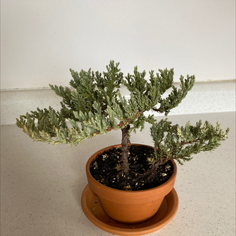Blue Star Juniper in a terracotta pot, healthy and well-framed.