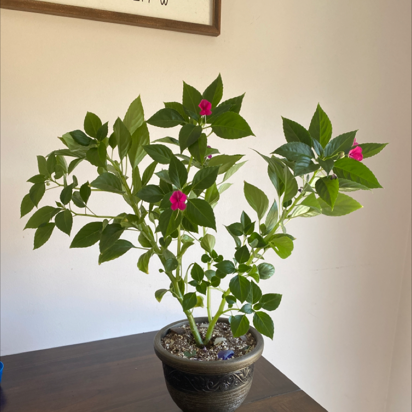 Healthy Buzzy Lizzy plant with green leaves and pink flowers in a pot.