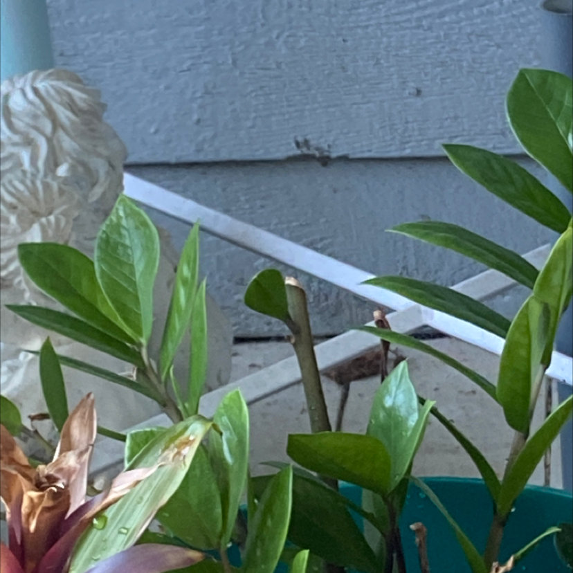 Zamioculcas Zamiifolia plant photo by Amy named Your plant on Greg, the plant care app.