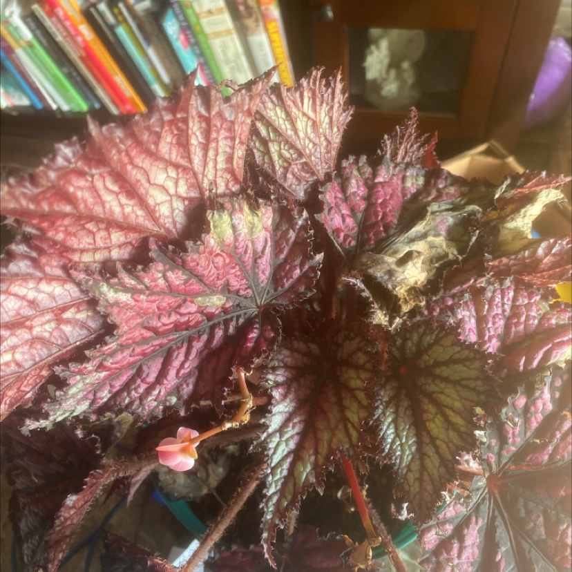 Rex Begonia plant photo by Amy named Selma on Greg, the plant care app.