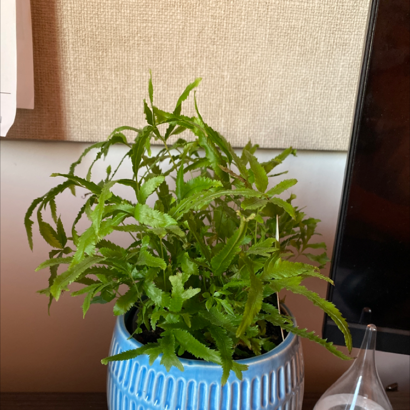 Light Requirements For Your Brake Fern by Season