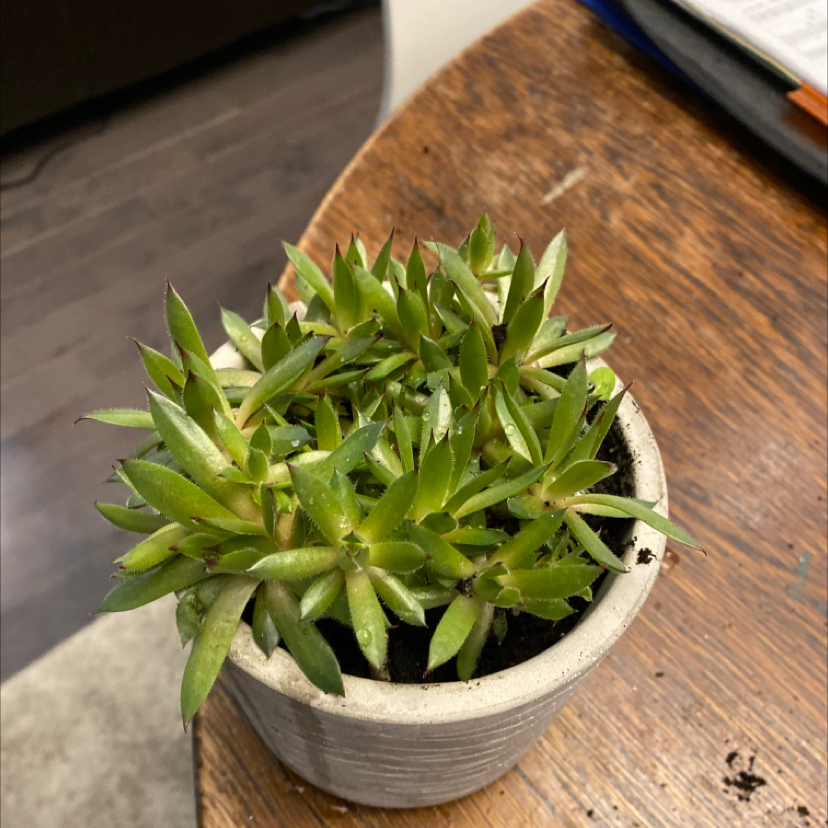Hens and Chicks plant photo by Olivia named zed on Greg, the plant care app.
