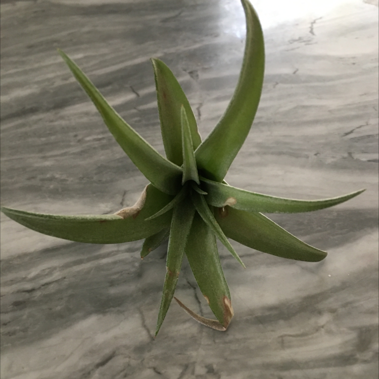 Spreading Airplant with some browning leaf tips on a marble surface.