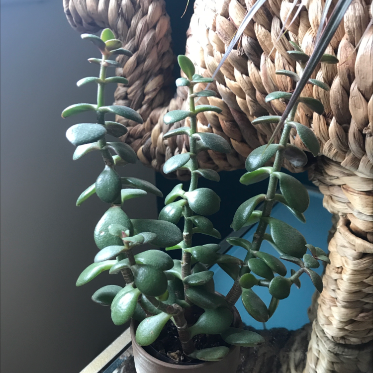 Lucky Plant plant photo by @NellaS12345 named Sage on Greg, the plant care app.
