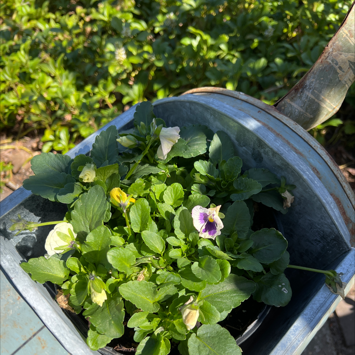 Wild Pansy plant in a metal container with green leaves and blooming flowers.
