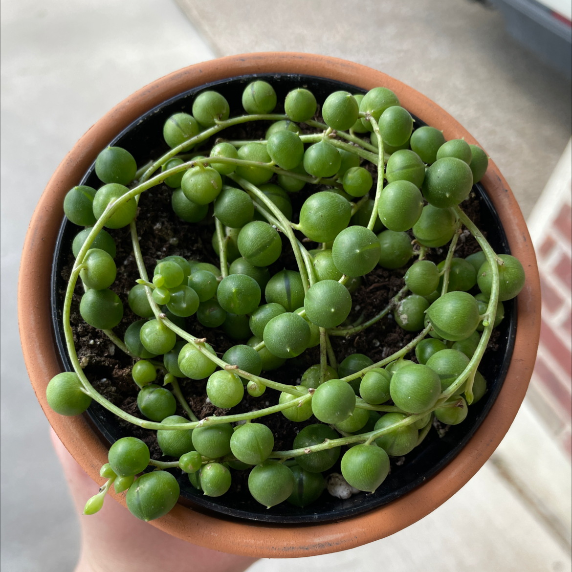 Photo of the plant species String of Pearls by @mxddiedxb named Pietro on Greg, the plant care app