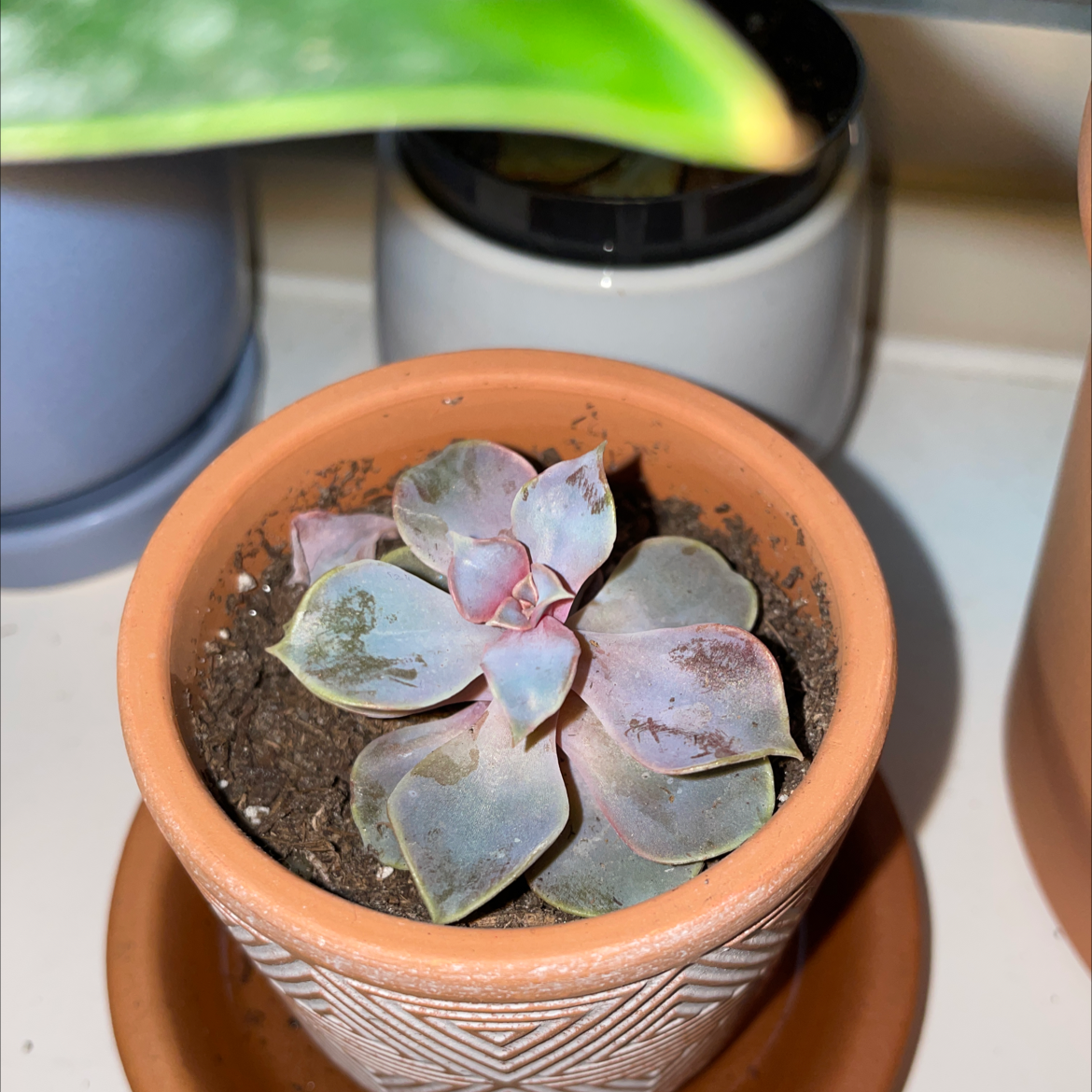 Potted Echeveria 'Perle von Nurnberg' with visible browning and black spots on leaves.