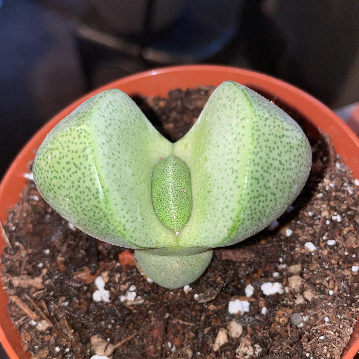 Split Rock plant (Pleiospilos nelii) in a pot with visible soil, well-framed and in focus.