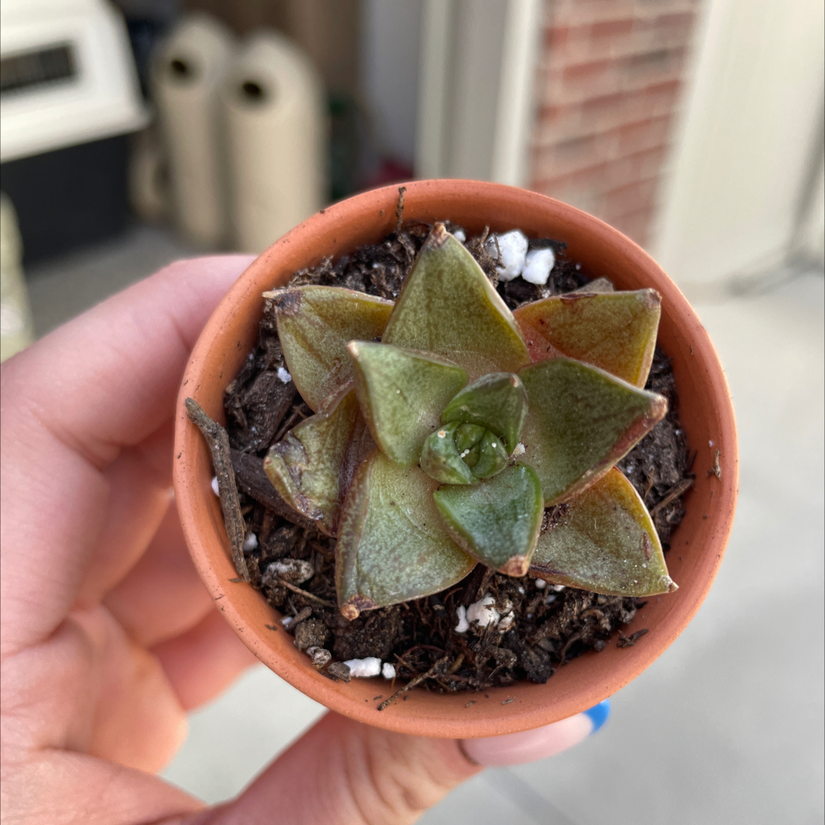 Echeveria purpusiorum plant in a terracotta pot held by a hand.