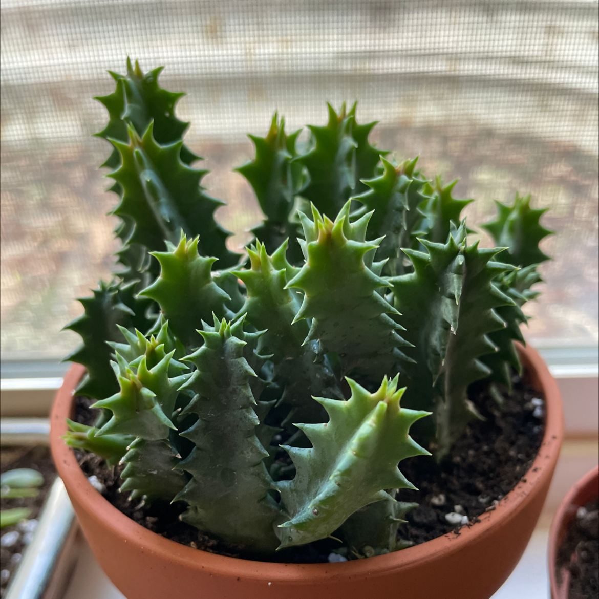 Lifesaver Cactus in a terracotta pot with vibrant green spiky stems.