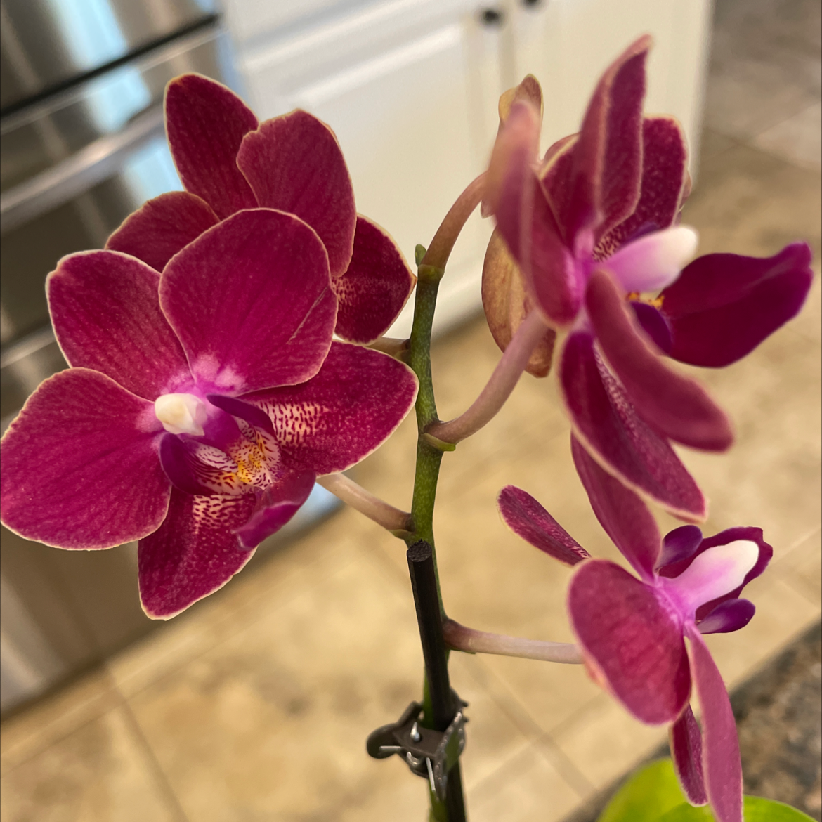 Aphrodite's Phalaenopsis with vibrant purple flowers, well-framed and focused.
