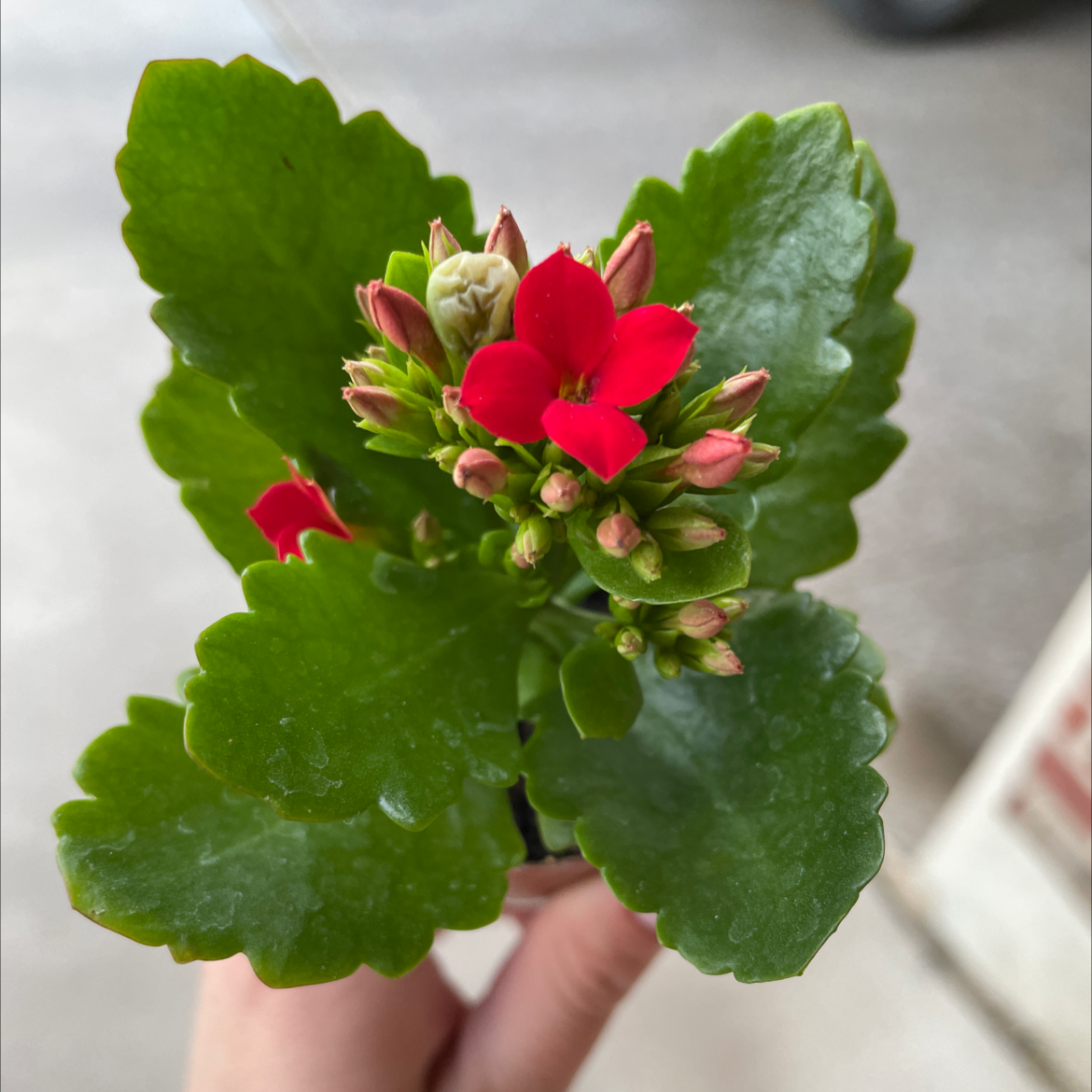 Photo of the plant species Florist Kalanchoe by @mxddiedxb named Katy on Greg, the plant care app
