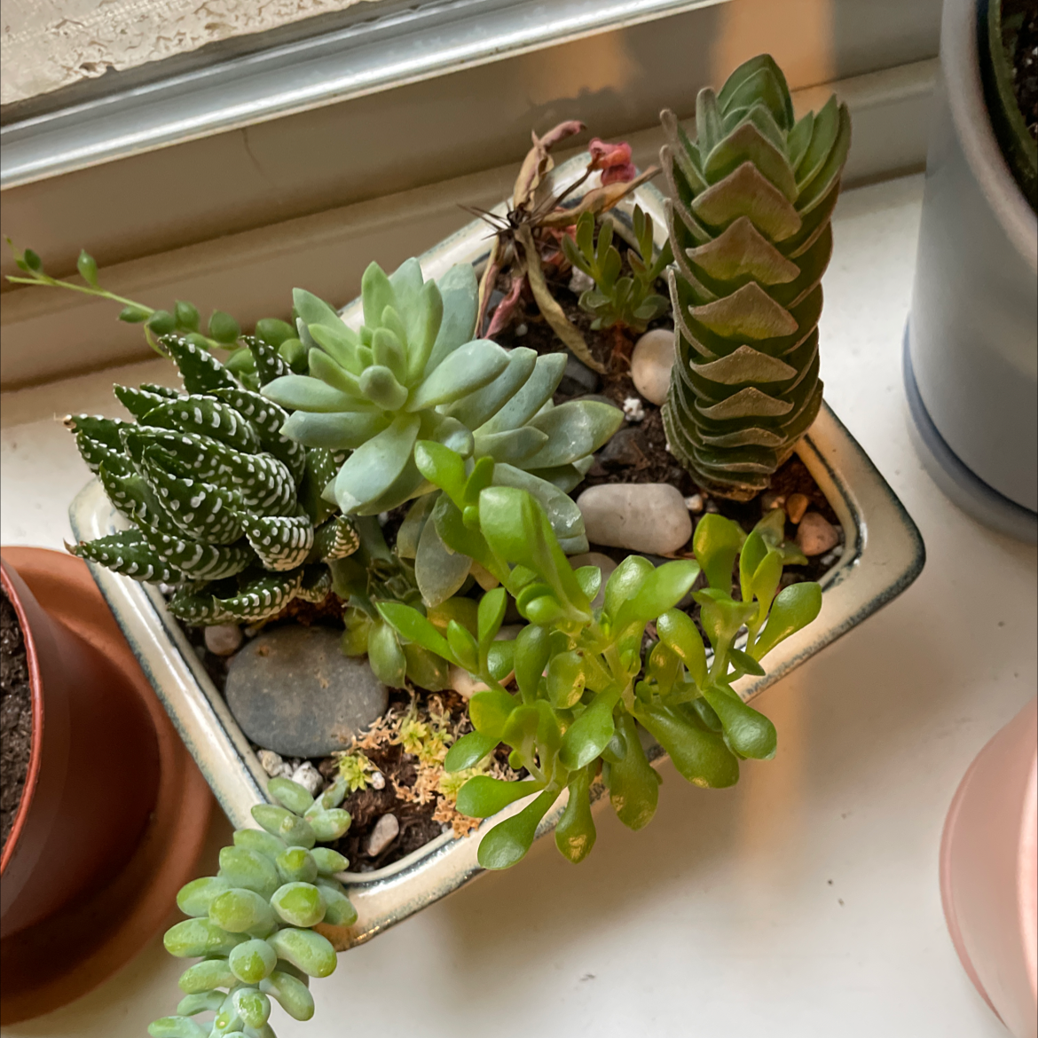 Planter with multiple succulents, including Crassula 'Buddha's Temple'.