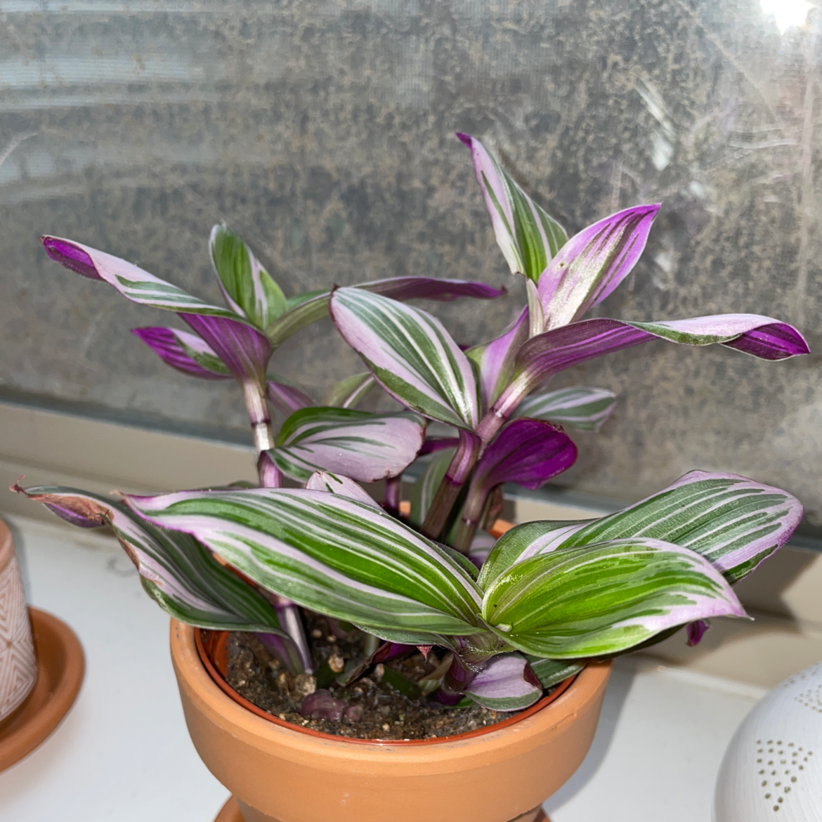 Tradescantia Nanouk plant photo by @mxddiedxb named Nani on Greg, the plant care app.