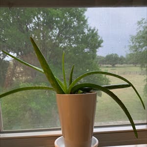 Aloe Vera plant photo by @Jubjub0000 named Robert Plant on Greg, the plant care app.