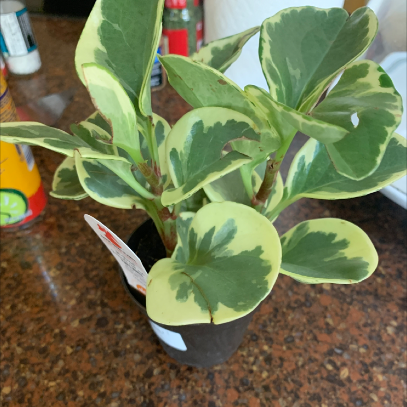 Baby Rubber Plant plant photo by @Jubjub0000 named dapper dan on Greg, the plant care app.