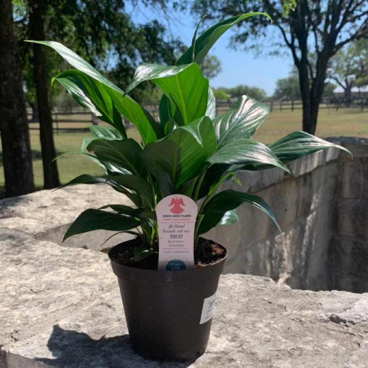 Peace Lily plant photo by @Jubjub0000 named Keanu Leaves on Greg, the plant care app.