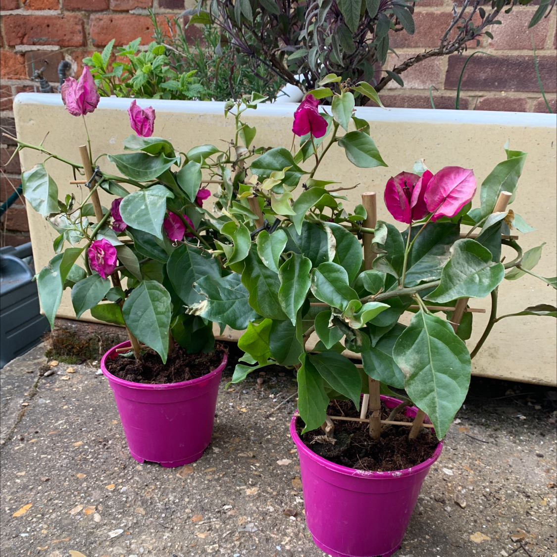 Two Bougainvillea plants in pink pots with vibrant pink bracts and green leaves.
