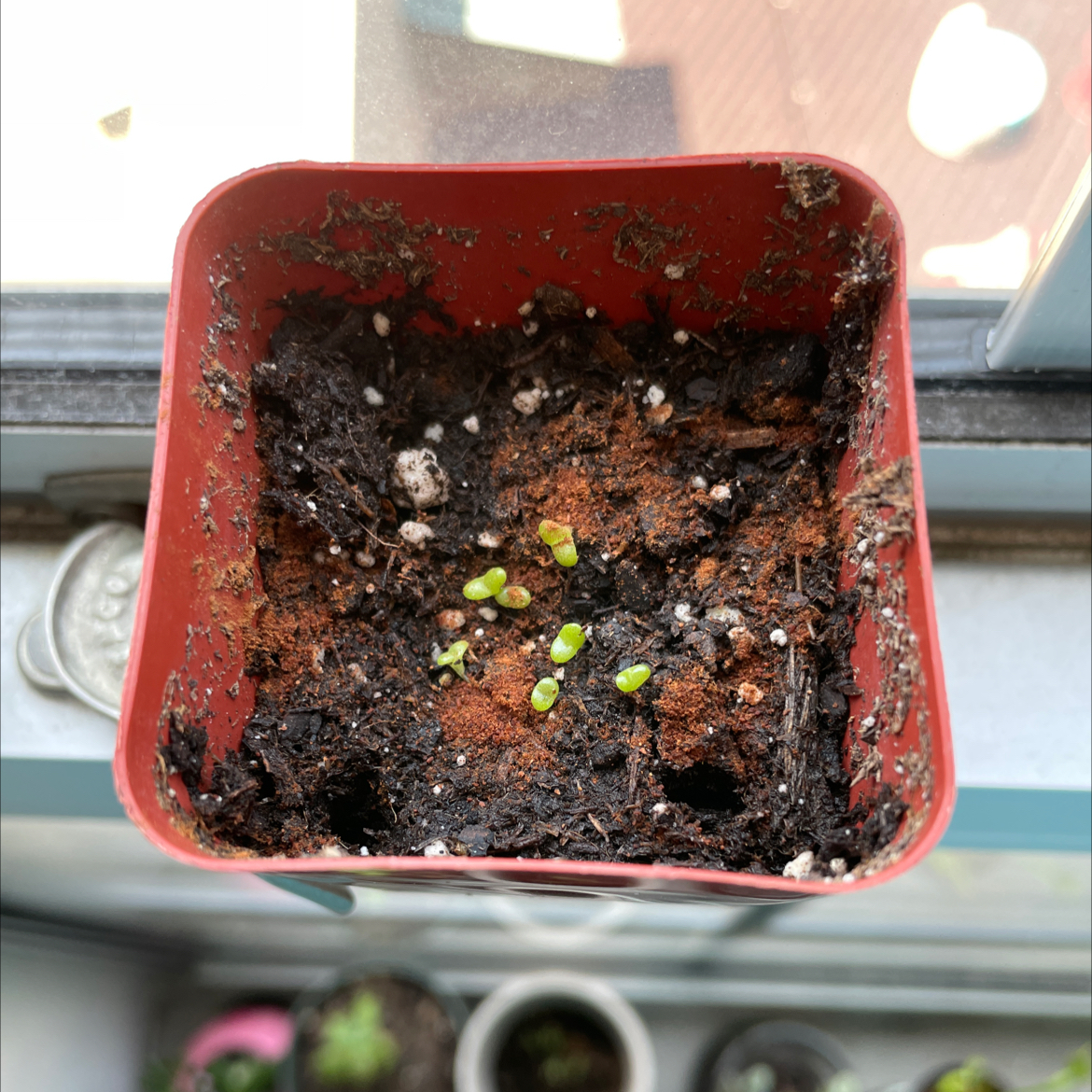 Photo of the plant species Bunny Succulent by @kayla.mdixon named little boo on Greg, the plant care app
