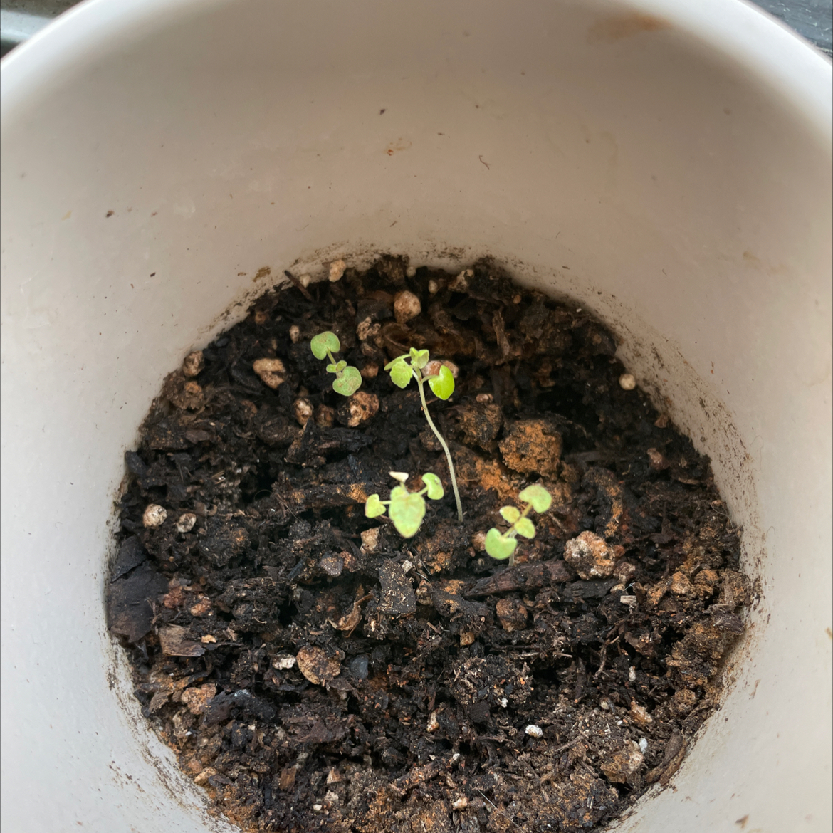 Young Catnip plant in a pot with dark, moist soil.