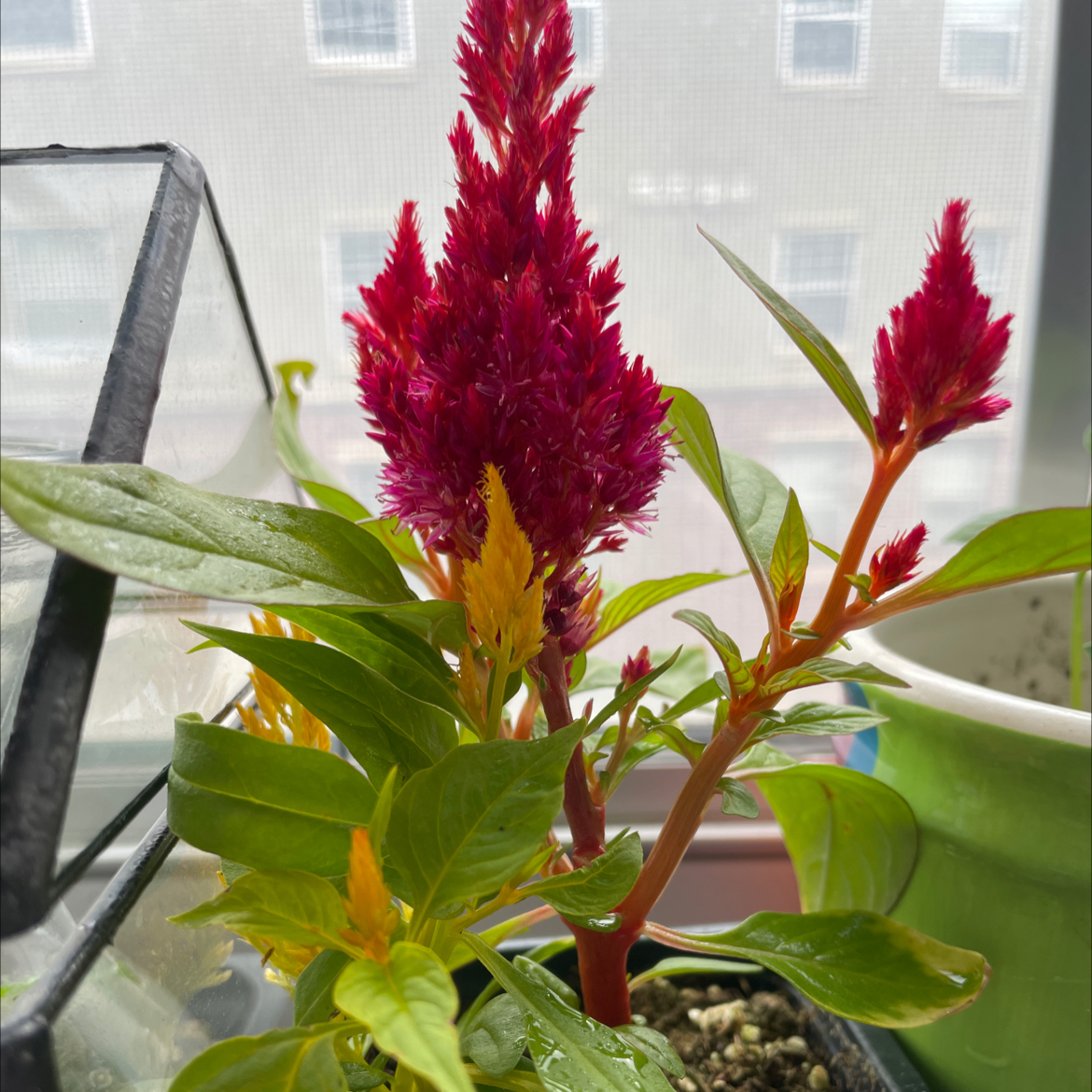 Vibrant red cockscomb plant with tall spiky flower plumes and healthy green foliage, potted indoors and thriving.