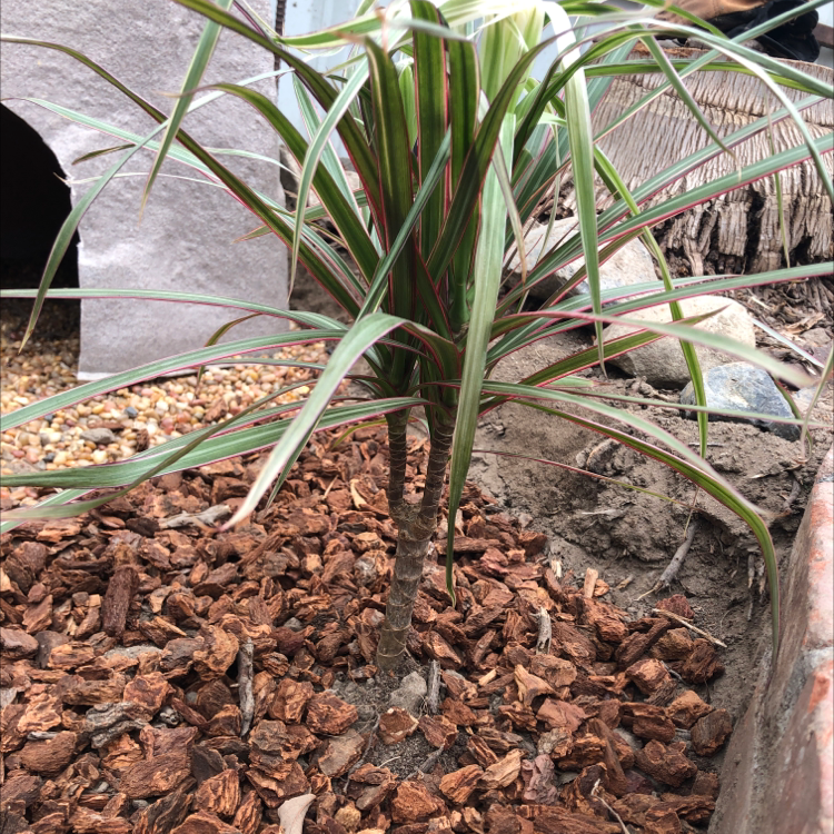 Dracaena 'Ray of Sunshine' plant with healthy leaves and visible soil with bark mulch.