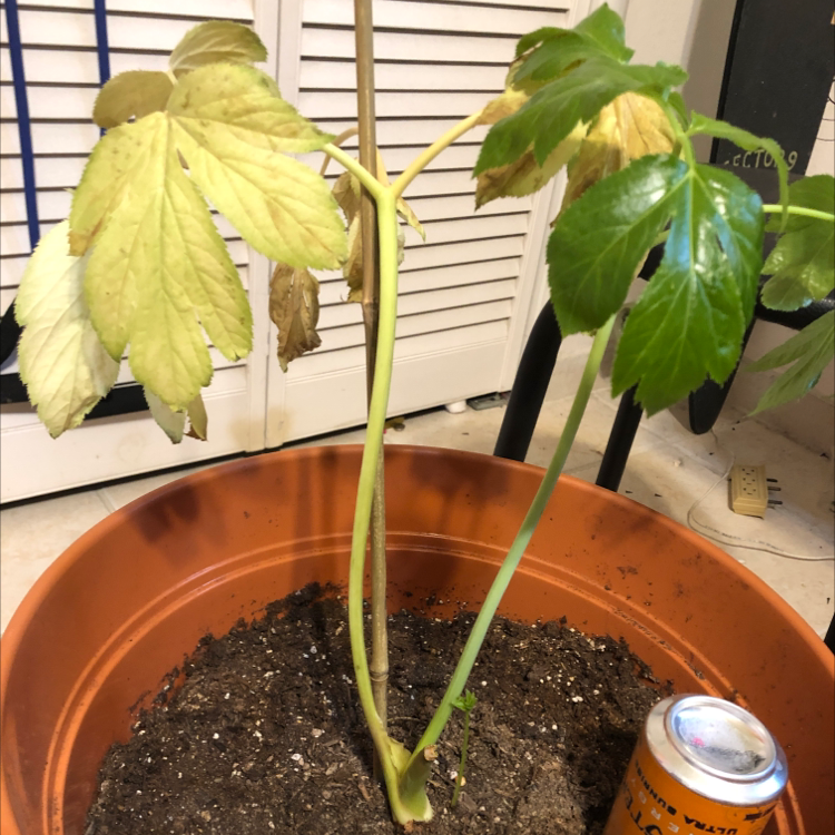 Photo of the plant species Ashitaba 'Tomorrow's Leaf' by @Junebug named Ashitaba on Greg, the plant care app