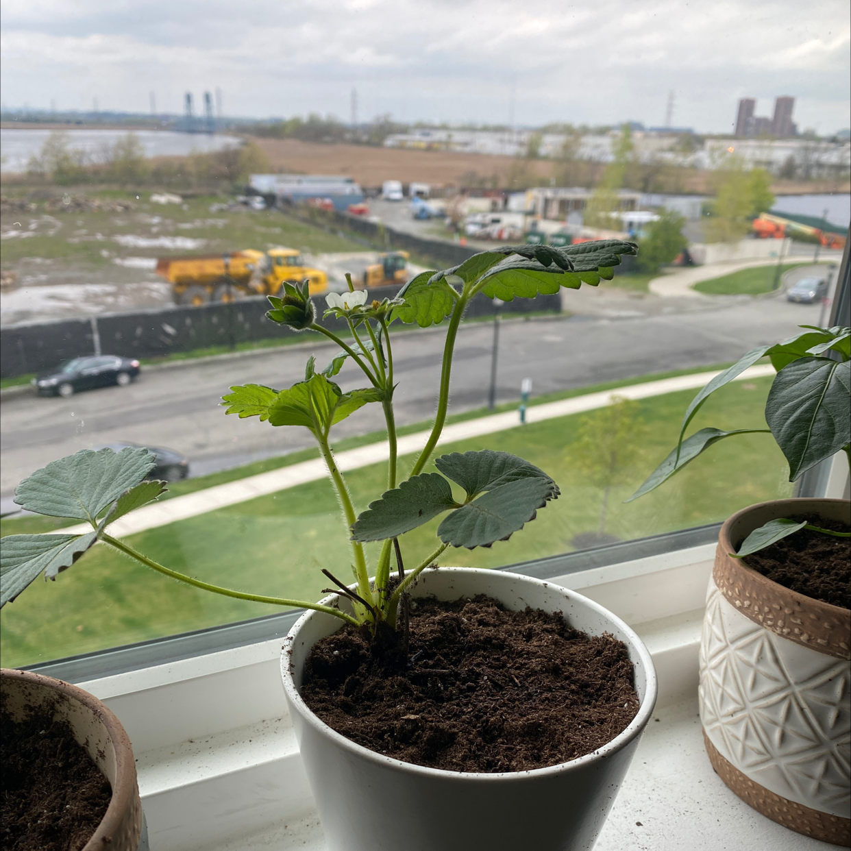 🍓 Best Potting Soil Mix for Strawberry