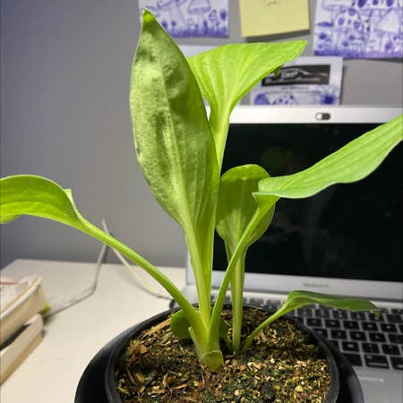 Photo of the plant species American Water Plantain by Jadyn_ named Athena￼ on Greg, the plant care app