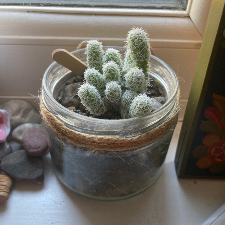 Lady Finger Cactus plant photo by Evie named Artemis on Greg, the plant care app.