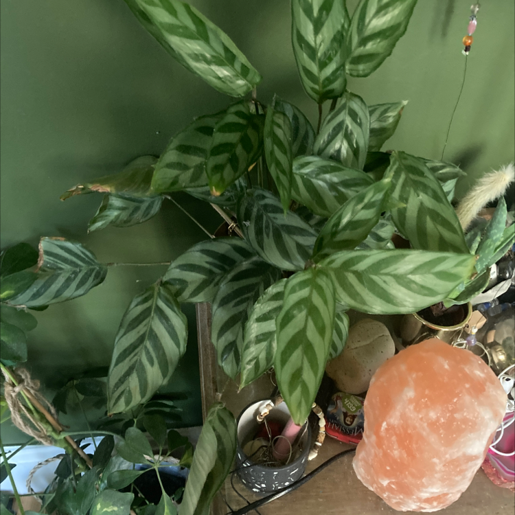 Calathea 'Freddie' plant photo by Evie named Hermes on Greg, the plant care app.